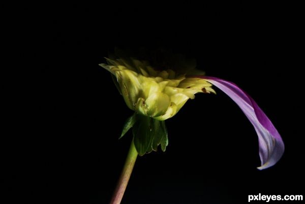 Dahlia Petal